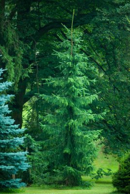 Picea omorika - smrk omorika - celek